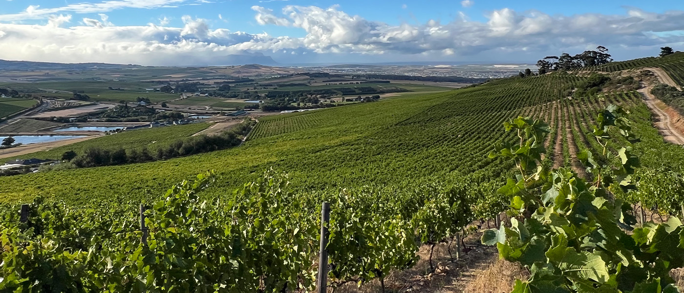 Illimis Wines - About Us - Vineyard Image Illimis Wines - About Us - Vineyard Image