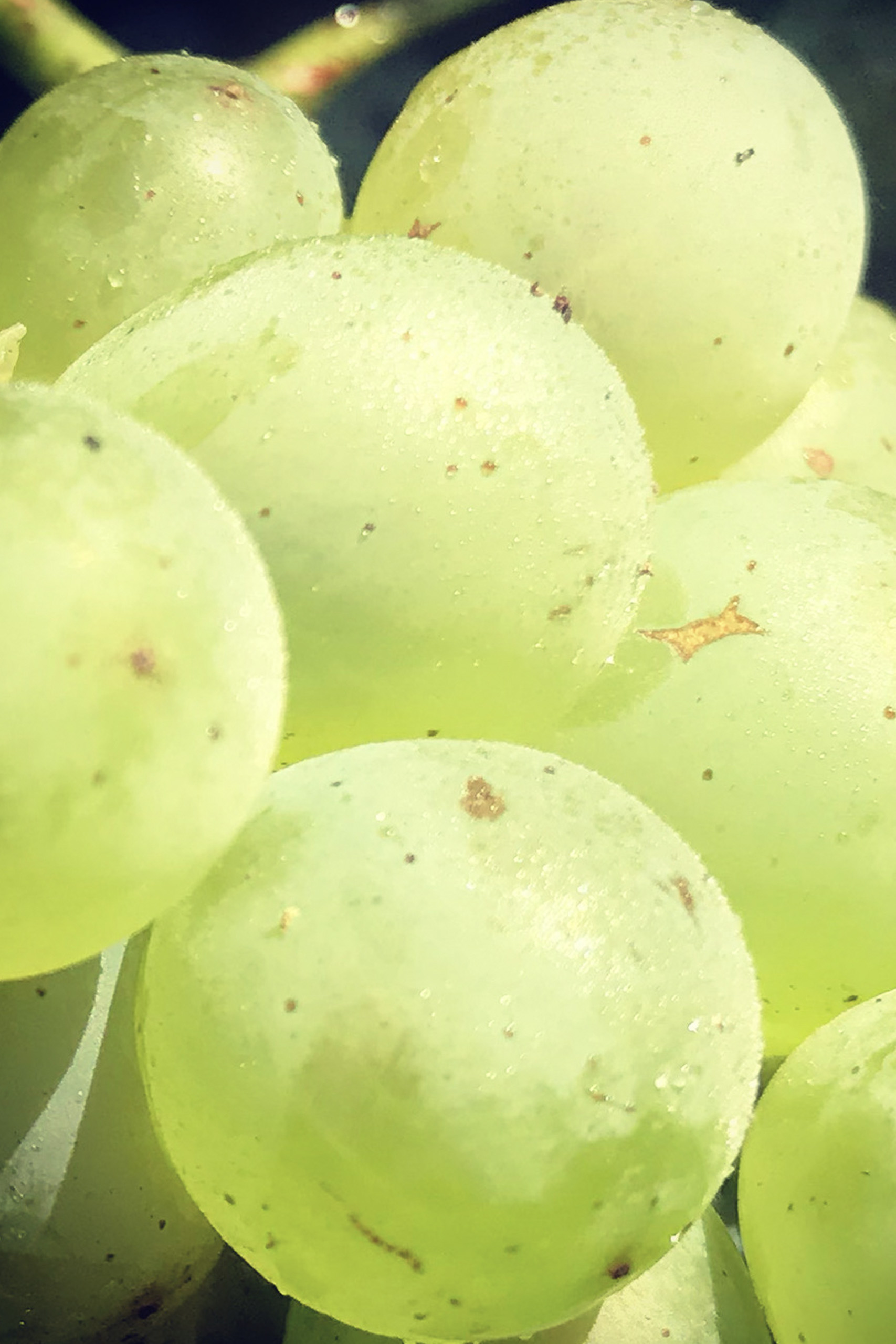 Close up of illimis fruit