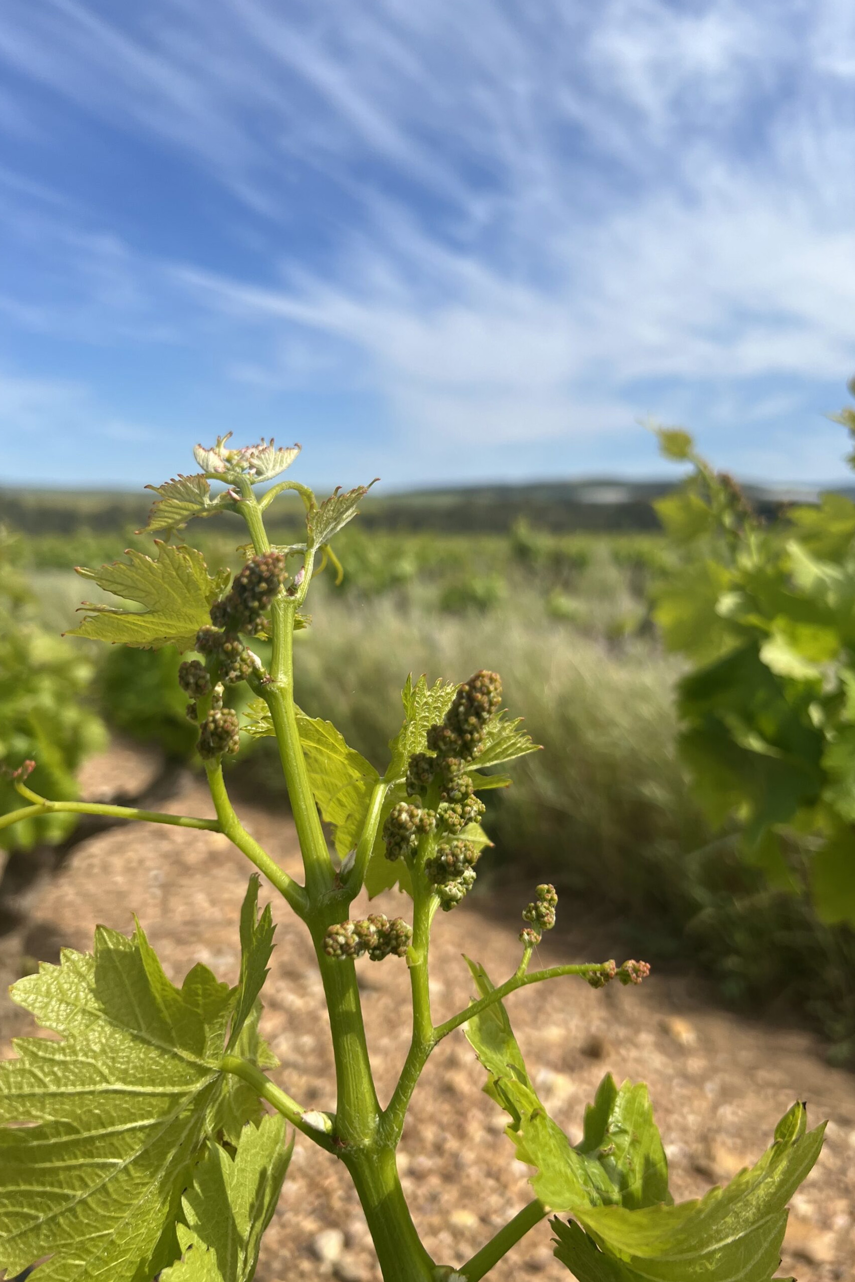 A close up shot of illmis's vineyard
